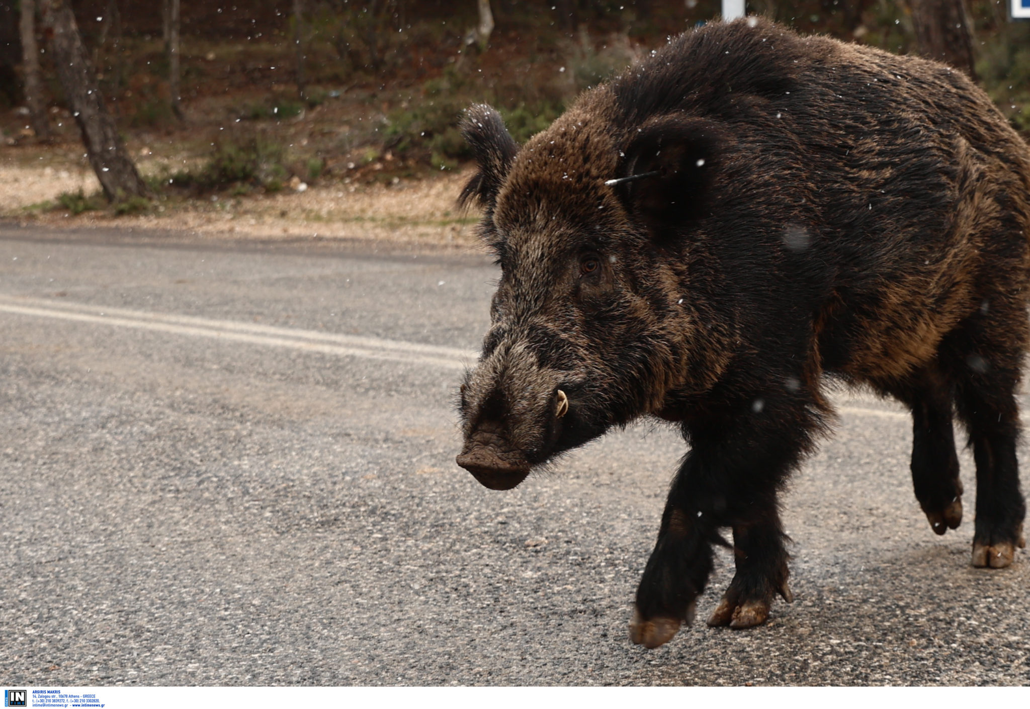 αγριογούρουνο