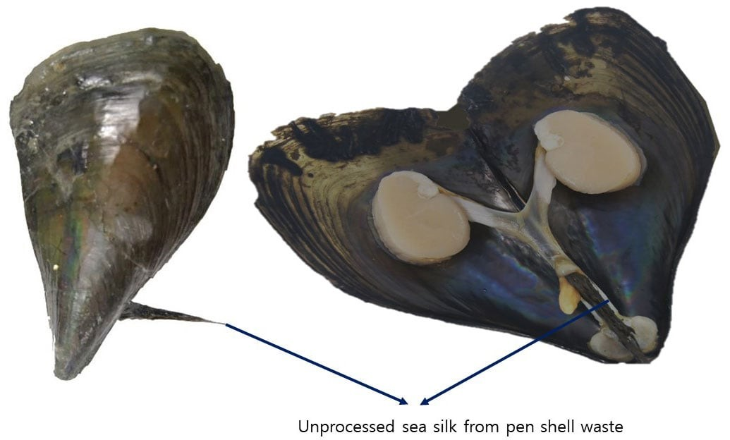 Ακατέργαστο θαλάσσιο μετάξι από απόβλητα πίννας (pen shell). Φωτογραφία: POSTECH