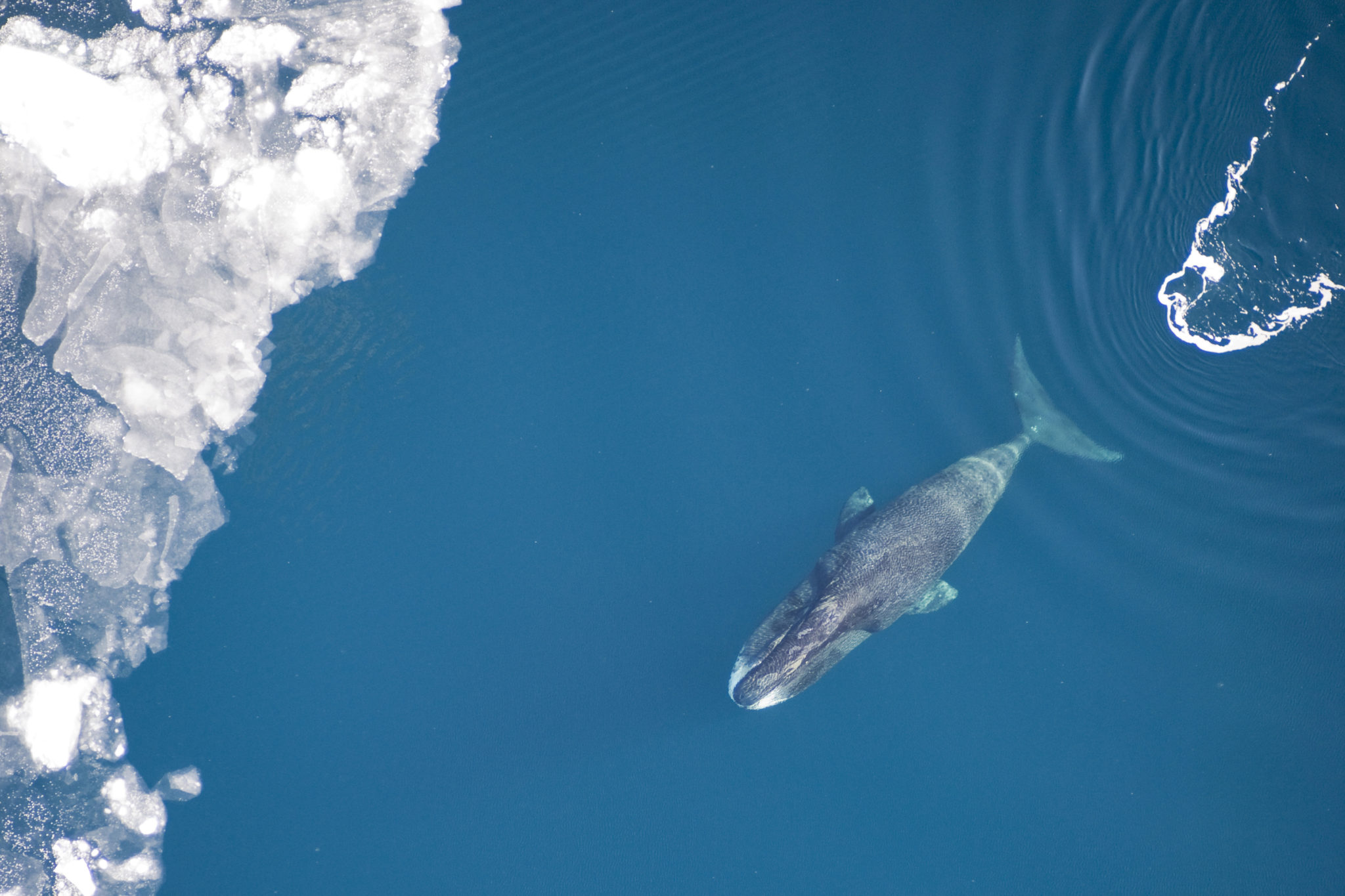φάλαινες Γροιλανδίας (bowhead whale