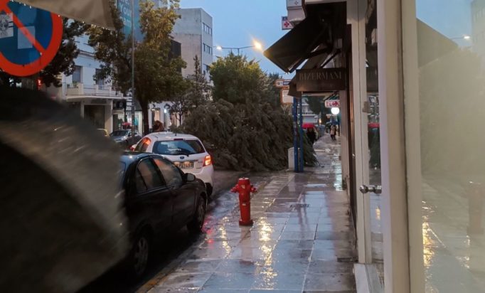 δέντρο Νέα Ιωνία