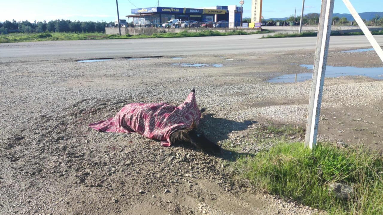 Αγρίνιο: Άλογο παρασύρθηκε από αυτοκίνητο και παραμένει τραυματισμένο στην άκρη του δρόμου