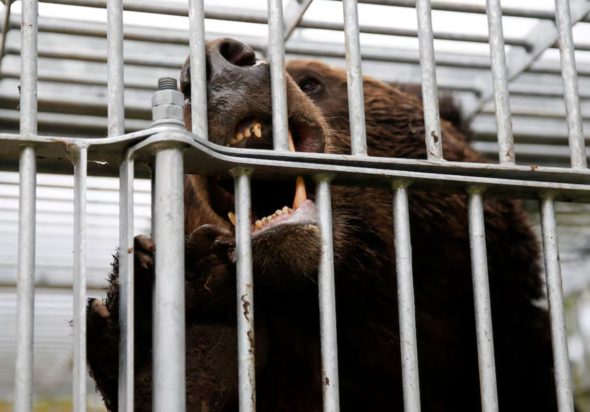 αρκούδα Ιαπωνία