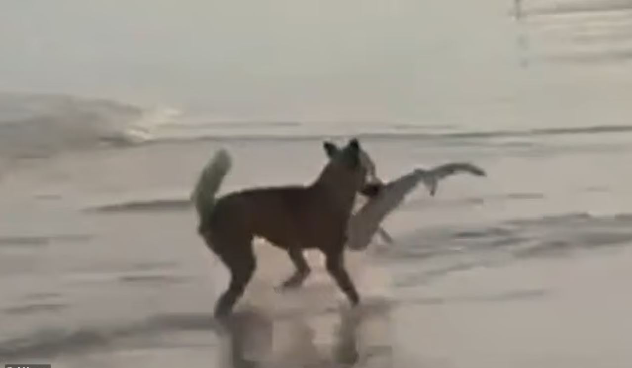 Σπάνιο θέαμα στην Αυστραλία: Άγριος σκύλος άρπαξε μικρό καρχαρία μπροστά στα μάτια των τουριστών – «Νόμιζα ότι τα είχα δει όλα»