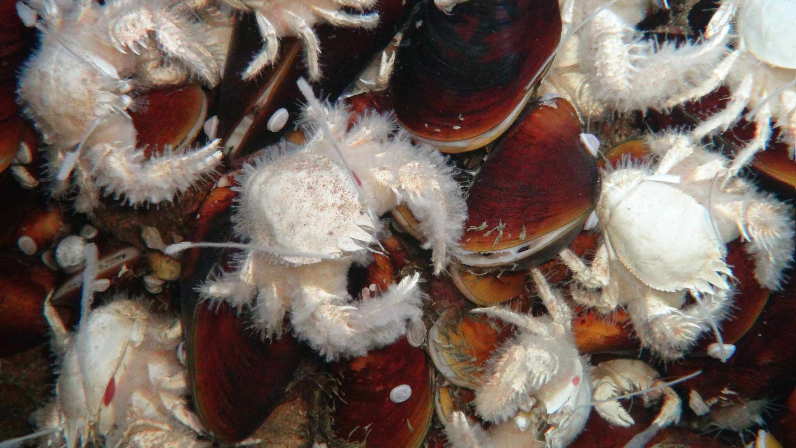 Σε ορισμένες περιοχές, ούτε ένα κομμάτι βράχου δεν είναι ορατό, επειδή τα πάντα είναι τόσο πυκνά αποικισμένα: καβούρια βαθέων υδάτων (Shinkaia crosnieri) και μύδια βαθέων υδάτων (Bathymodiolus). Φωτογραφία: ROV Kiel 6000 / GEOMAR