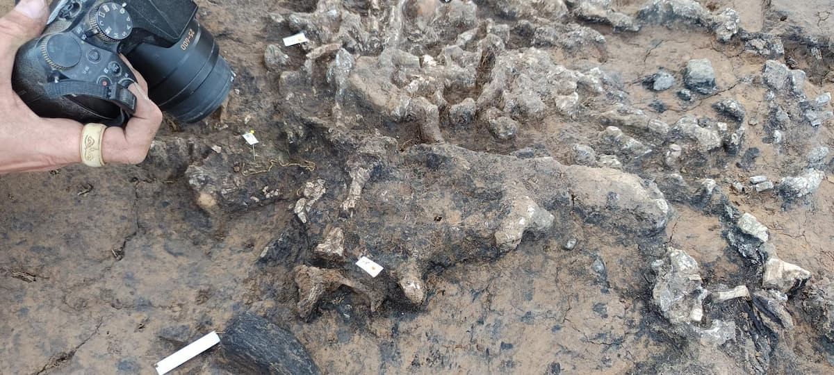 Ένα στενό χρυσό έλασμα στριμμένο σε βραχιόλι, αναμεμειγμένο με αποτεφρωμένα οστά. Φωτογραφία: Frédéric Prodeo, Inrap