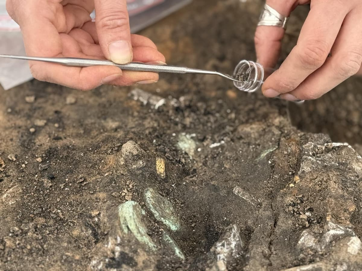 Το άκρο του χρυσού βραχιολιού μετά την αφαίρεση. Φωτογραφία: Anne Viero, Inrap