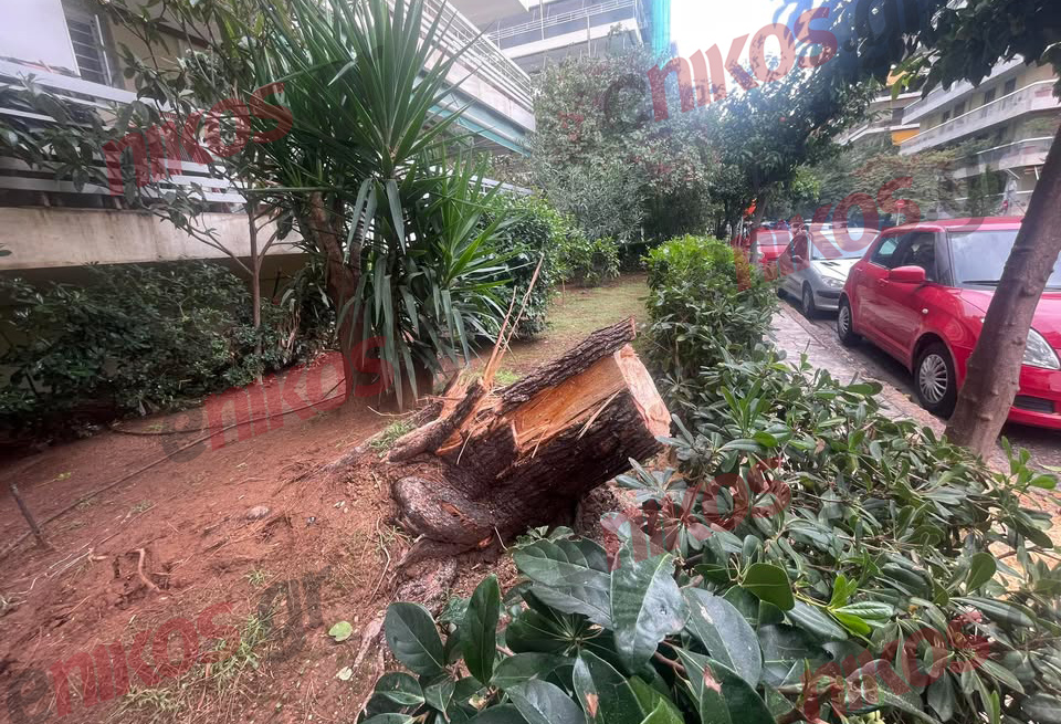 Κακοκαιρία Adel, πτώση δέντρου, Παλαιό Φάληρο