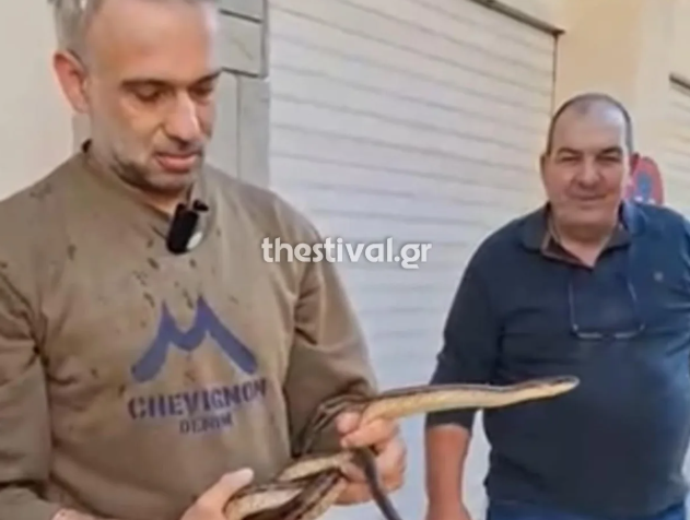 Θεσσαλονίκη: Φίδι αναστάτωσε γειτονιά στον Εύοσμο – «Τρεις μήνες το κυνηγούσα» – Δείτε βίντεο