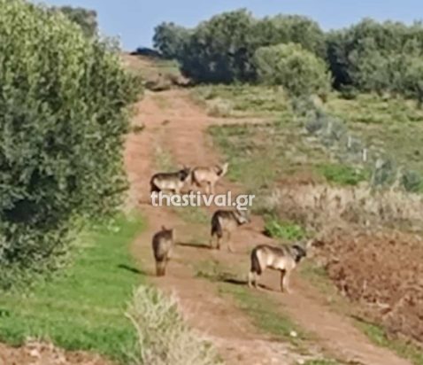 λύκοι Χαλκιδική