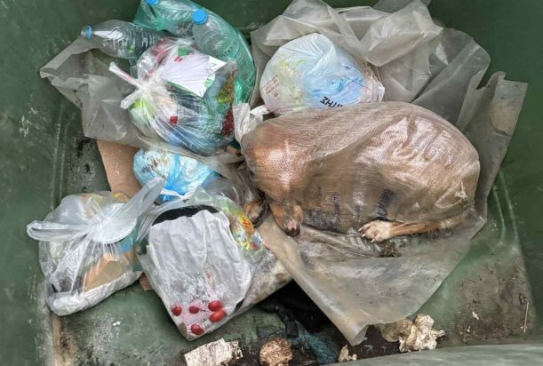 Μεγαλόπολη, σκυλίτσα