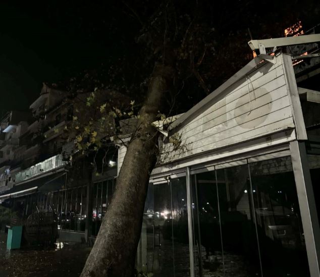 Ηγουμενίτσα- δέντρο