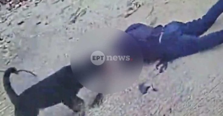 Καλαμάτα- σκύλος- επίθεση