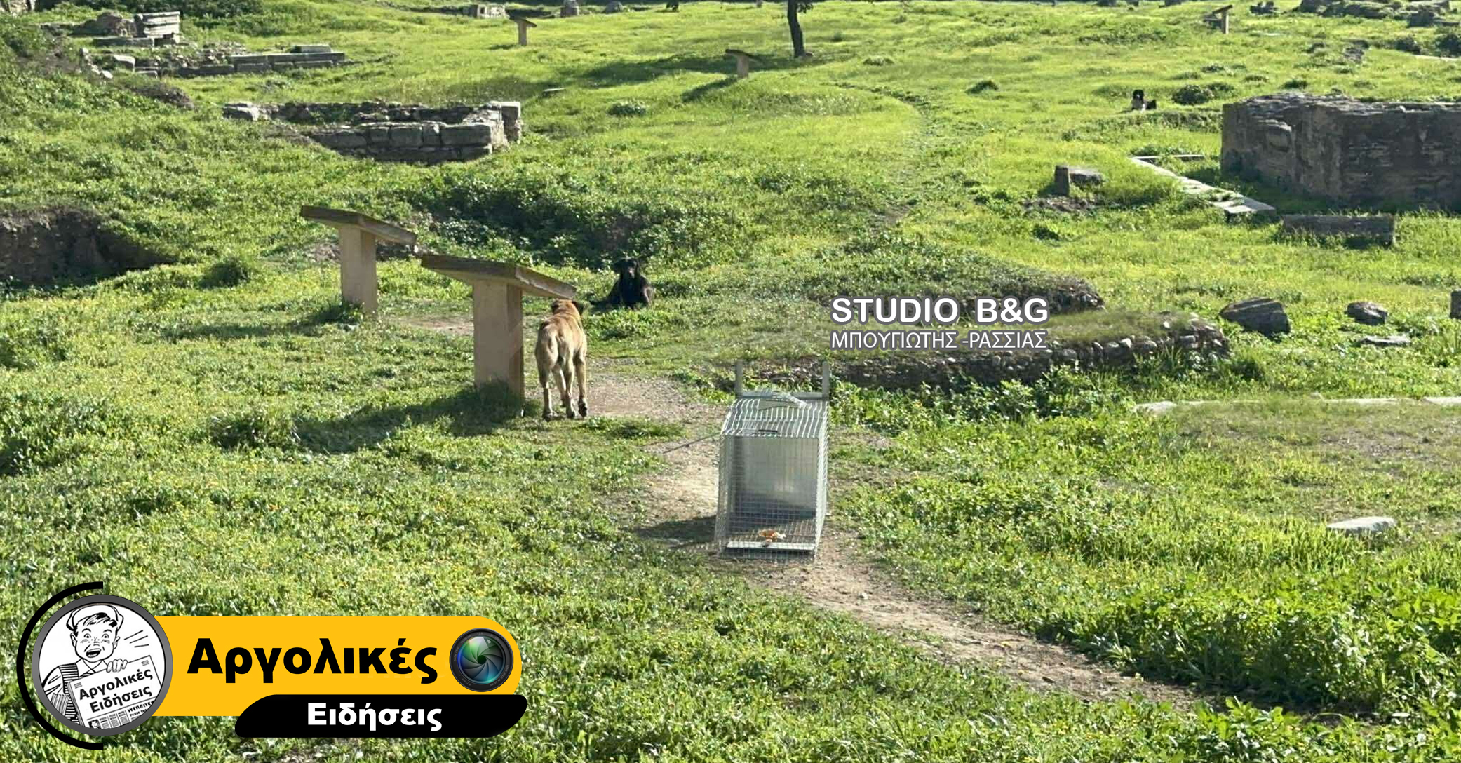 Άργος: Στο νοσοκομείο 17χρονη έπειτα από επίθεση αδέσποτων σκύλων – Νοσηλεύεται σε κρίσιμη κατάσταση