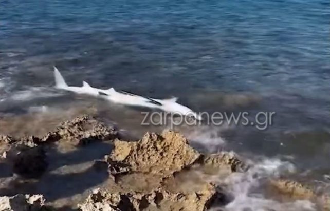 Xανιά, Καρχαριοειδές