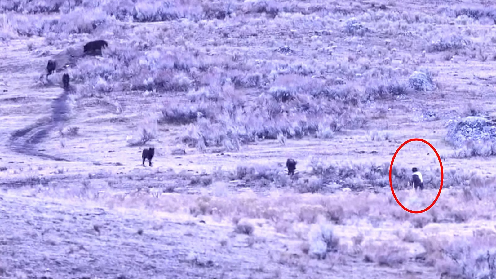 Άνδρας πλησιάζει λύκους στο Γέλοουστοουν και τους ψεκάζει με σπρέι αρκούδας – Το βίντεο που κόβει την ανάσα