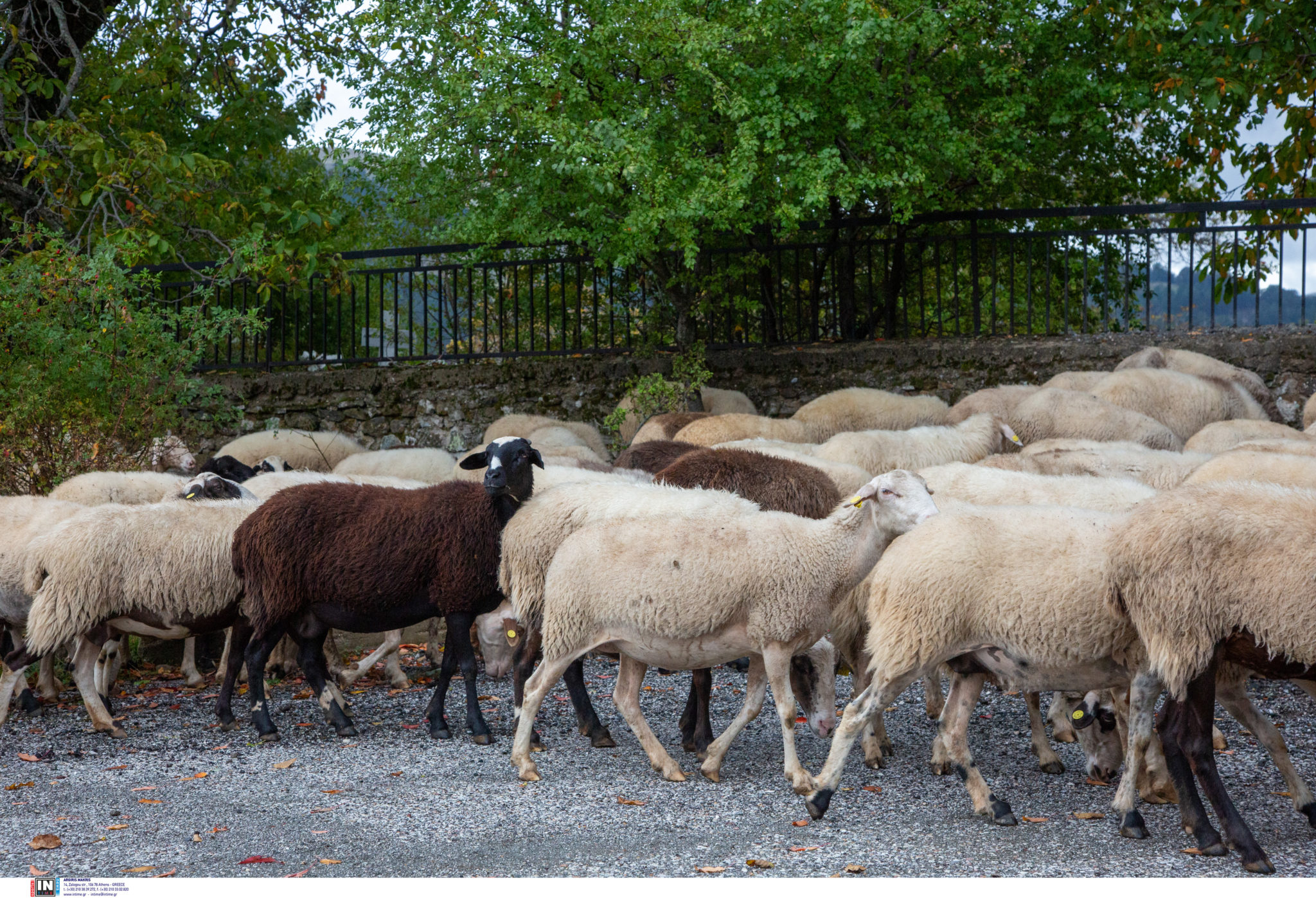 ευλογιά των αιγοπροβάτων