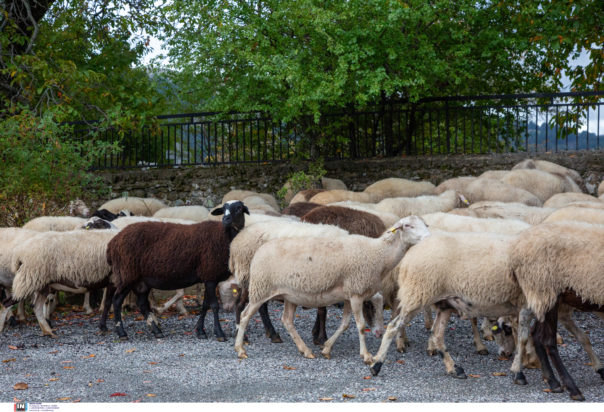 ευλογιά των αιγοπροβάτων