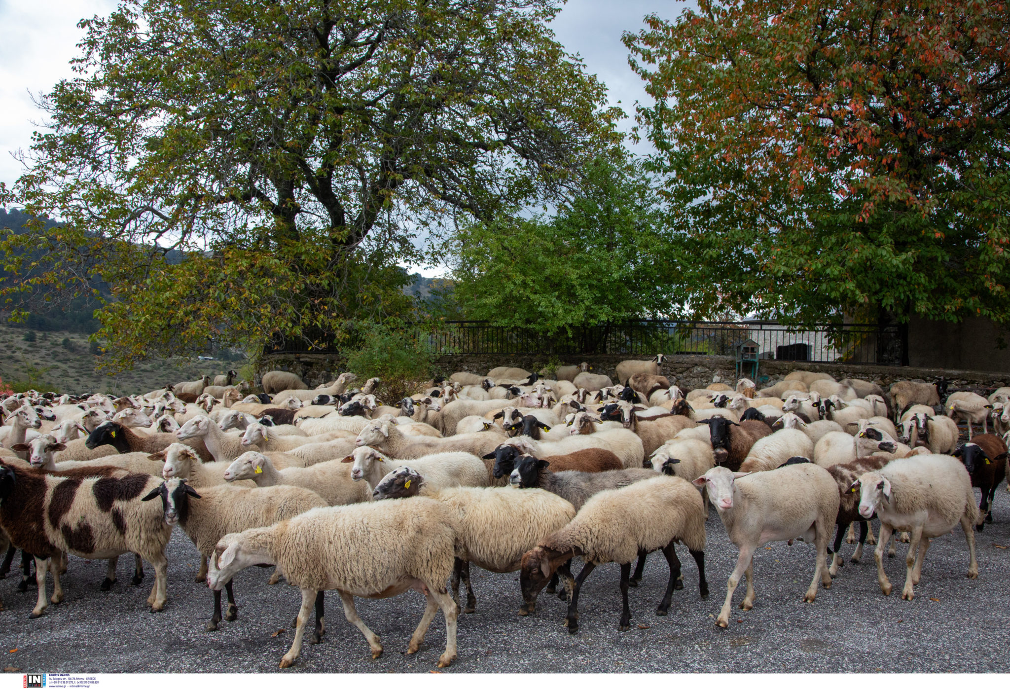 ευλογιά των αιγοπροβάτων