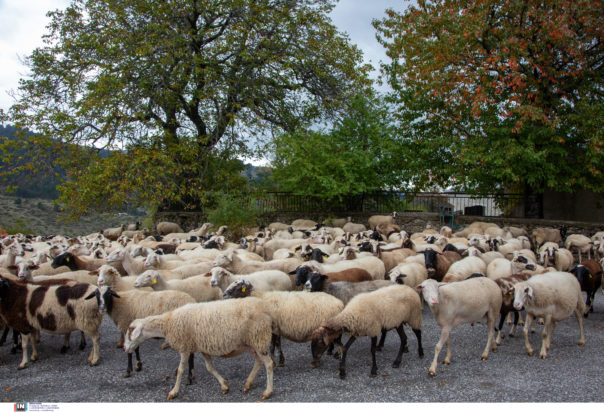 ευλογιά των αιγοπροβάτων