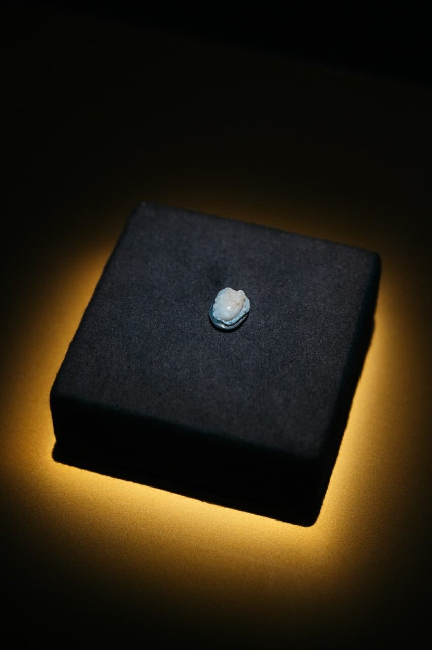 Η Μέδουσα του Hallstatt, άποψη της έκθεσης. Φωτογραφία: Edwin Husic