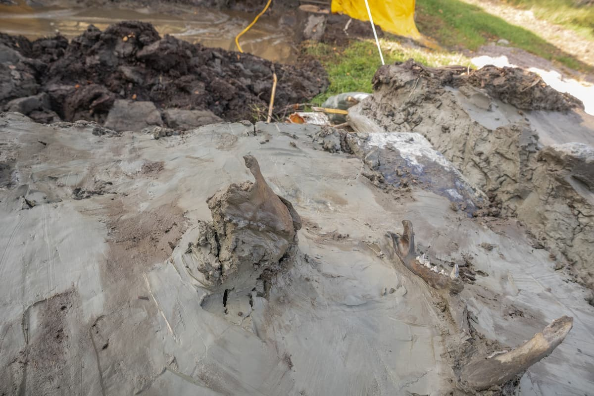 Μέρη του συνθλιμένου κρανίου του σκύλου. Φωτογραφία: The Archaeologists, NHM