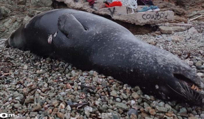 ΦΩΚΙΑ ΑΝΑΒΥΣΣΟΣ