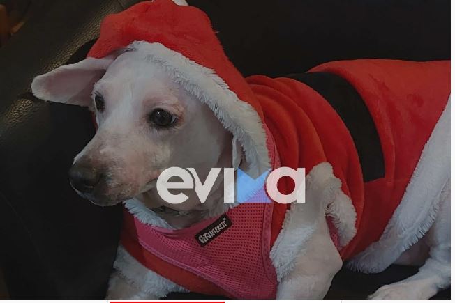 Εύβοια: Σκυλάκι ντύθηκε «Άγιος Βασίλης» – Δείτε βίντεο