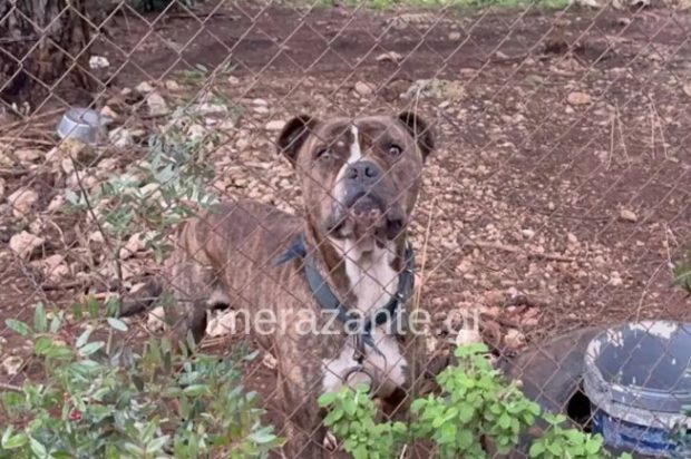 ΣΚΥΛΟ ΖΑΚΥΝΘΟΣ