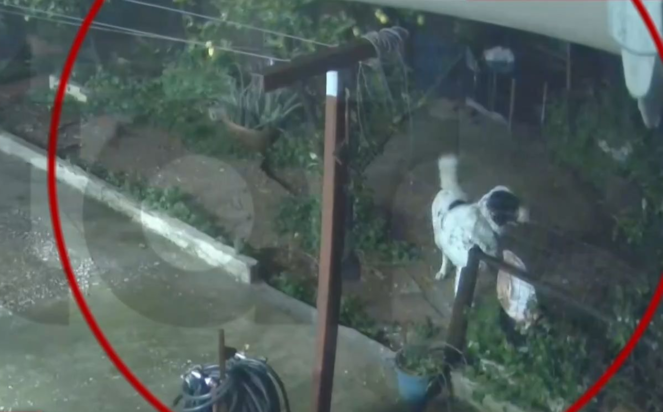 σκύλος, Άγιος Δημήτριος