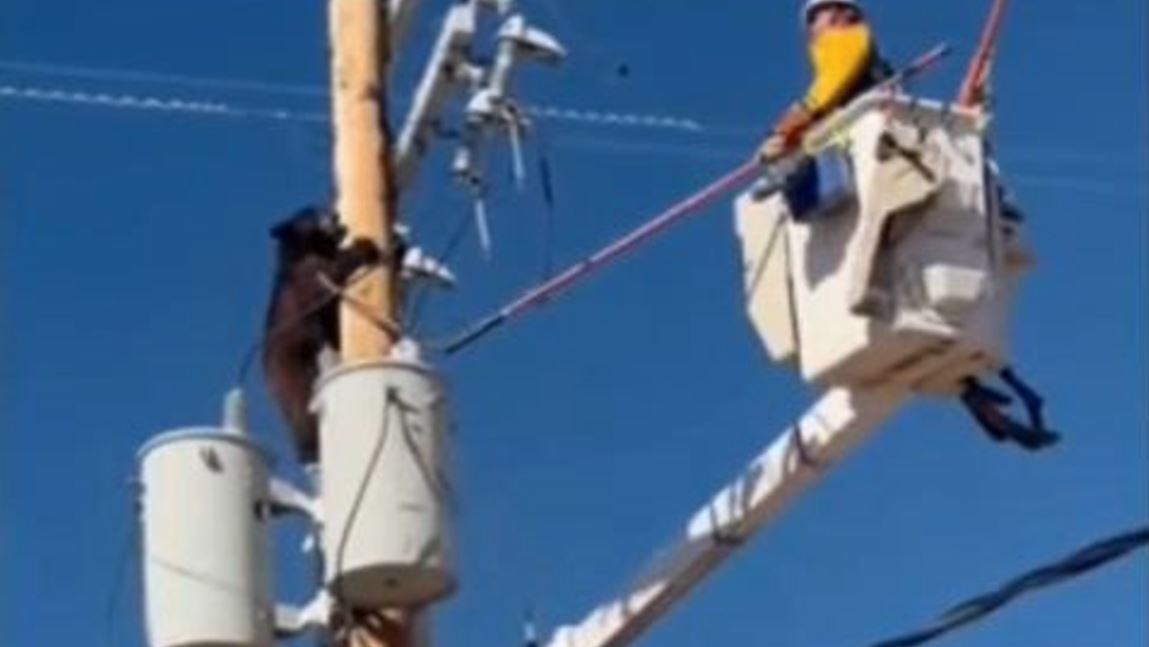 Βίντεο: Αρκούδα σκαρφάλωσε σε κολώνα ηλεκτροδότησης – Την διέσωσε ένας τεχνικός του δικτύου