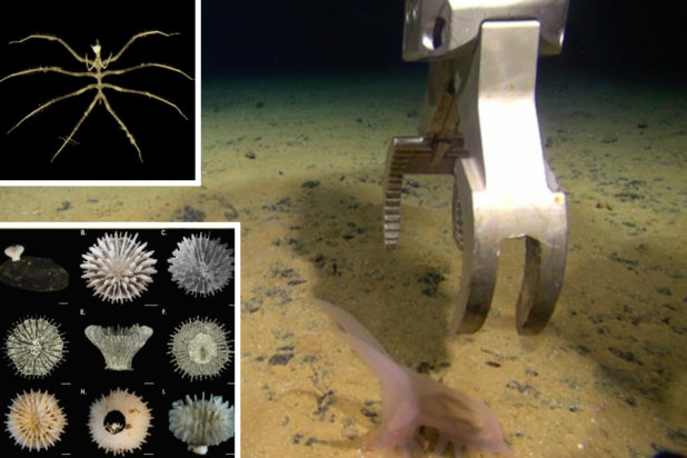 Στα άδυτα της Γης: Ερευνητές ανακάλυψαν έναν «χαμένο κόσμο» με εκατοντάδες άγνωστα είδη ζωής