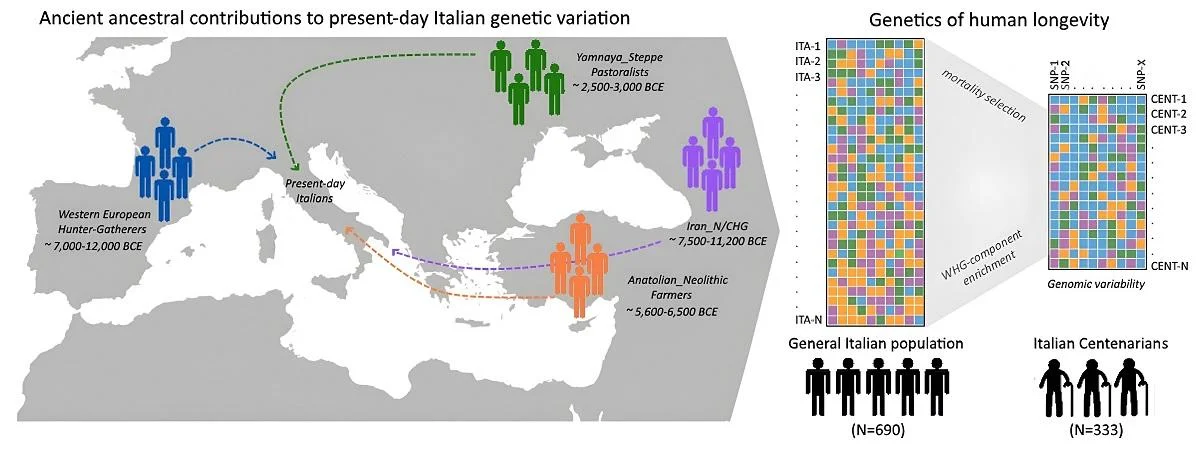 Γραφικό Περίληψης. Φωτογραφία: S. Sarno κ.ά., GeroScience (2025)