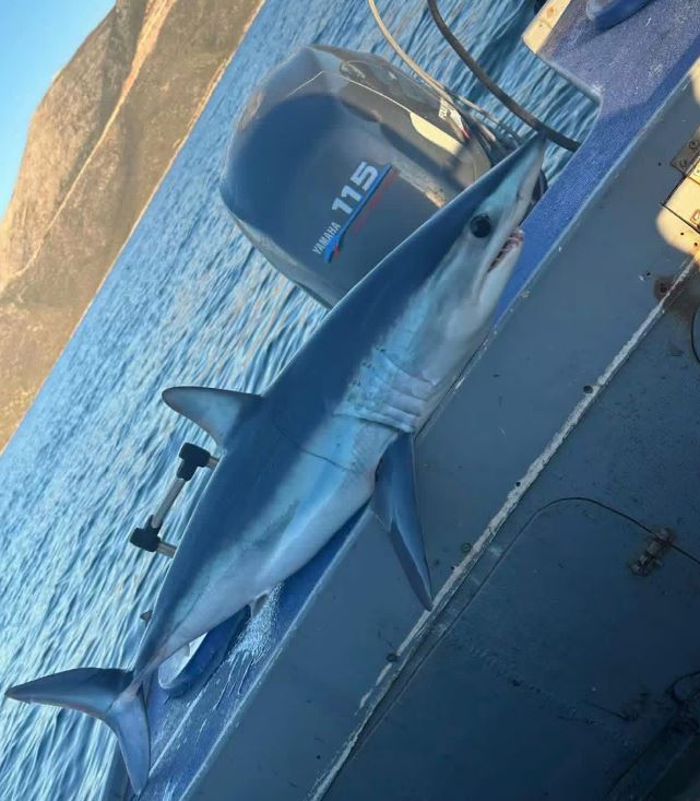 Ψαράς εντόπισε καρχαρία Μάκο στη νότια Εύβοια – ΦΩΤΟ Ψαράς εντόπισε καρχαρία Μάκο στη νότια Εύβοια – ΦΩΤΟ