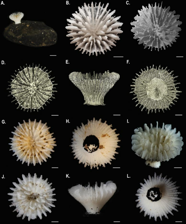 Ο ερευνητής αναγνώρισε ένα νέο μοναχικό κοράλλι προσκολλημένο σε πολυμεταλλικά οζίδια. Ονομάστηκε Deltocyathus zoemetallicus. Φωτογραφία: Μουσείο Φυσικής Ιστορίας του Λονδίνου & Πανεπιστήμιο του Γκέτεμποργκ 