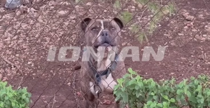 ΠΙΤΜΠΟΥΛ ΖΑΚΥΝΘΟΣ