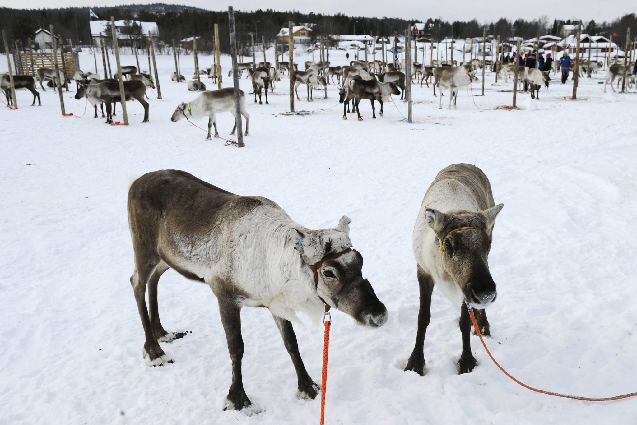 Φινλανδία, τάρανδοι