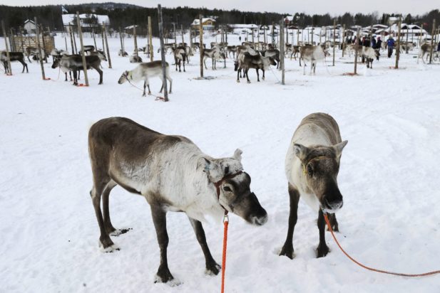 Φινλανδία, τάρανδοι
