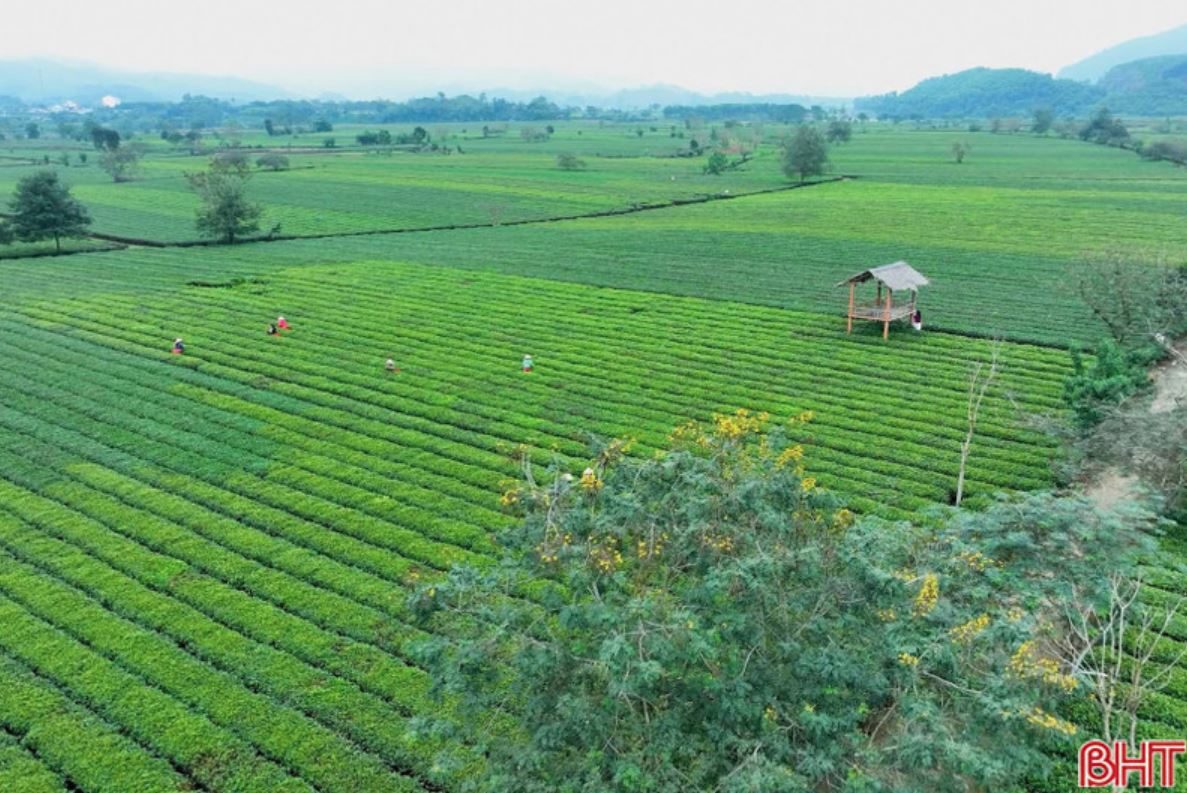 Βιετνάμ Αγρότες βρήκαν εκατοντάδες ασυνήθιστα αντικείμενα στα χωράφια