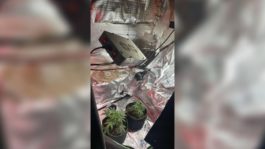 ΚΑΝΝΑΒΗ ΡΟΔΟΣ