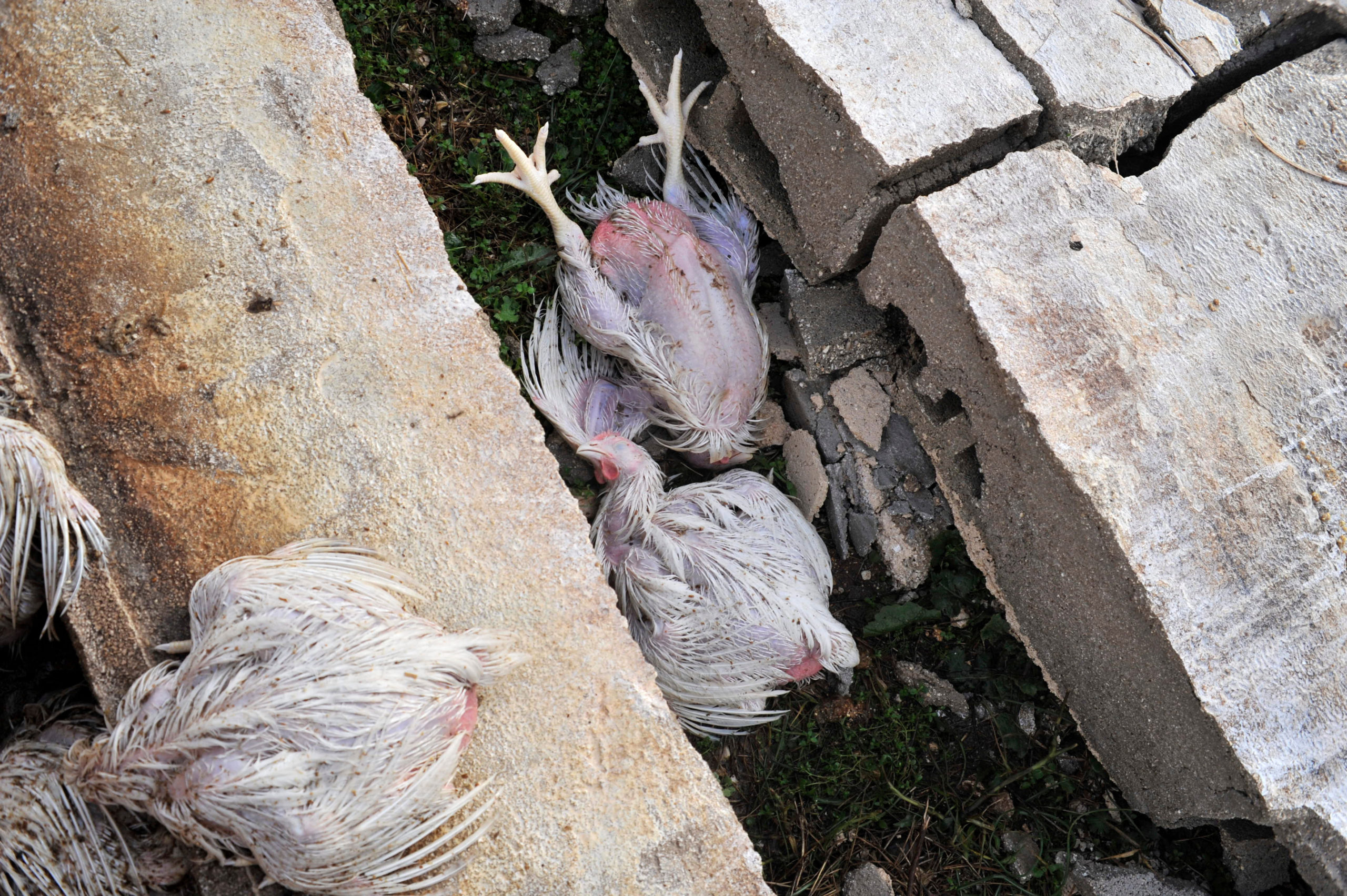 Ήπειρος, κακοκαιρία, ανεμοστρόβιλος, Καλπάκι, πτηνοτροφική μονάδα, κοτόπουλα