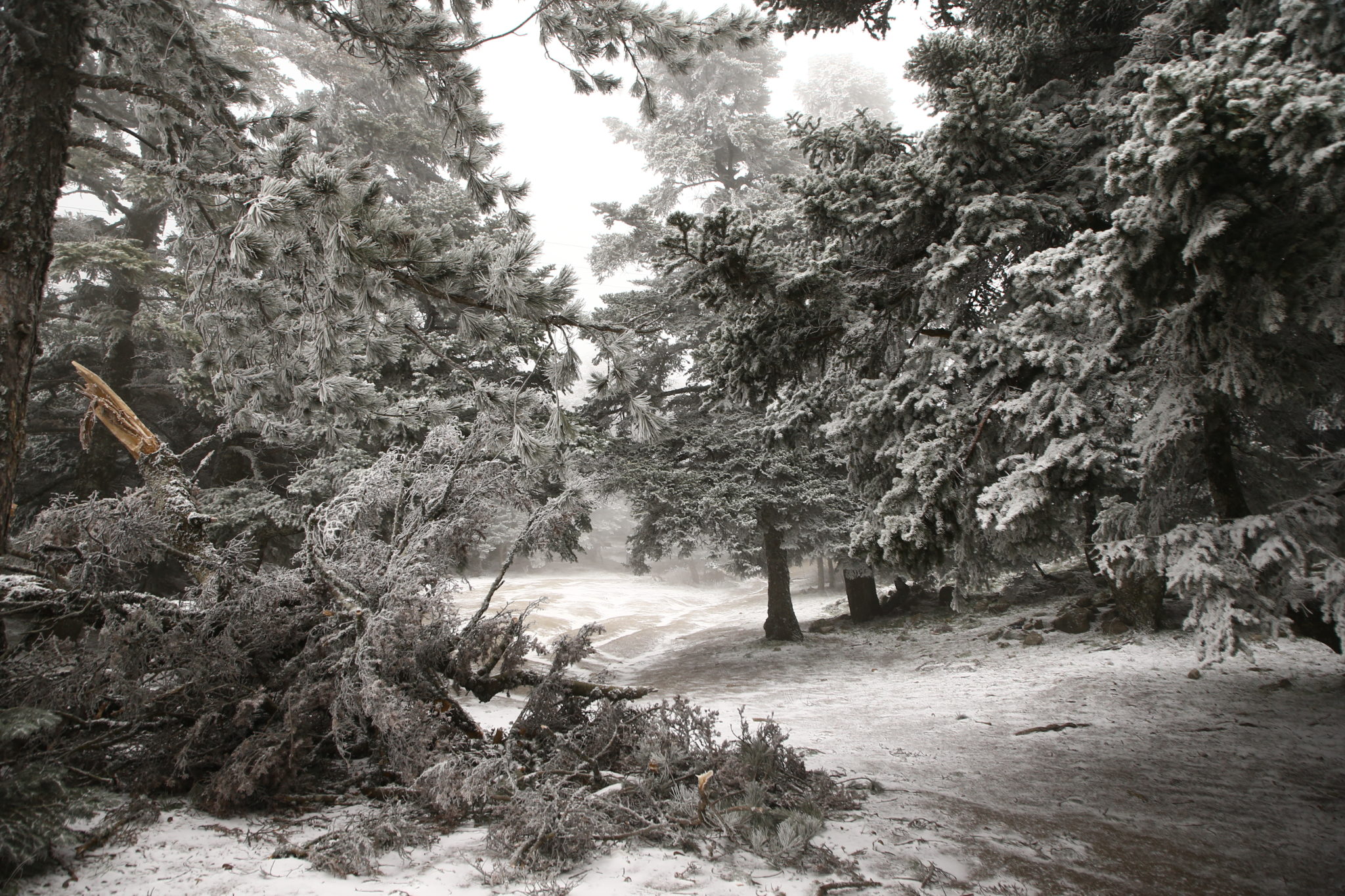 Πάρνηθα χιόνια