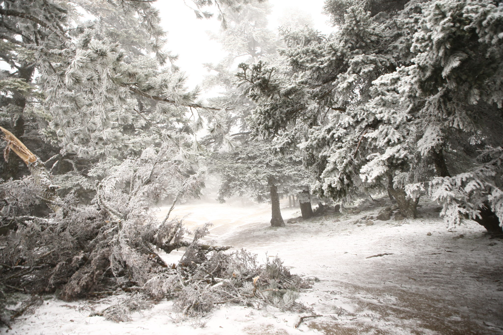 Πάρνηθα χιόνια