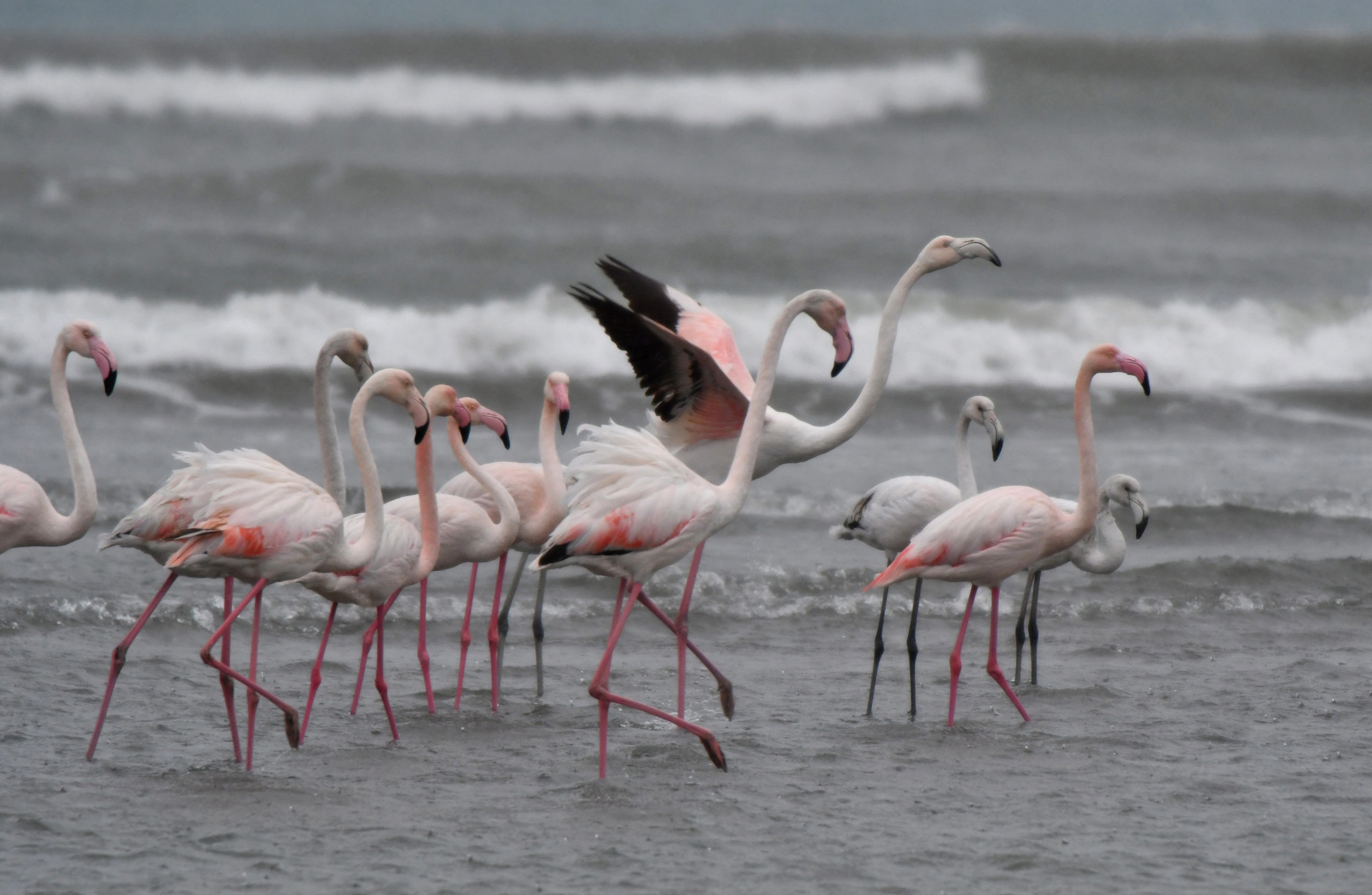 Αργολίδα: Η κακοκαιρία προσγείωσε εσπευσμένα δεκάδες φλαμίνγκο στο Ναύπλιο – Δείτε φωτογραφίες και βίντεο
