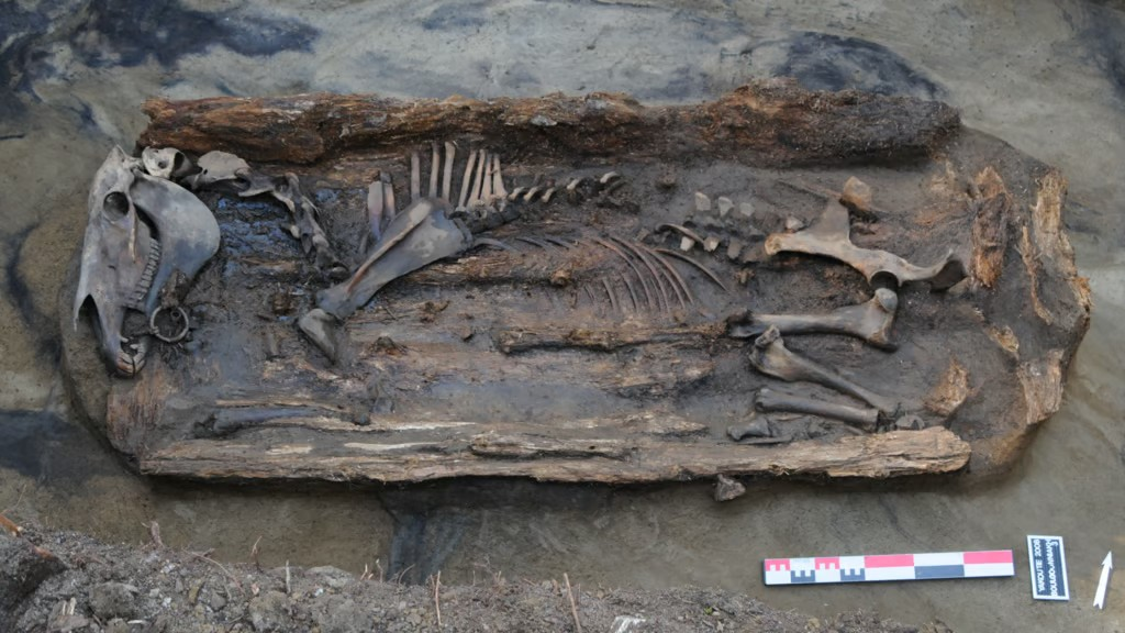 Λείψανα αλόγων που ανακαλύφθηκαν κοντά στην τοποθεσία ταφής της Γιακούτ σαμάνου. Πηγή/Φωτογραφία: Patrice Gérard-CNRS