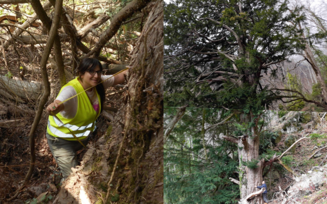 Δέντρο στέκει αγέρωχο στο Μπέλλες από τη Βυζαντινή Αυτοκρατορία