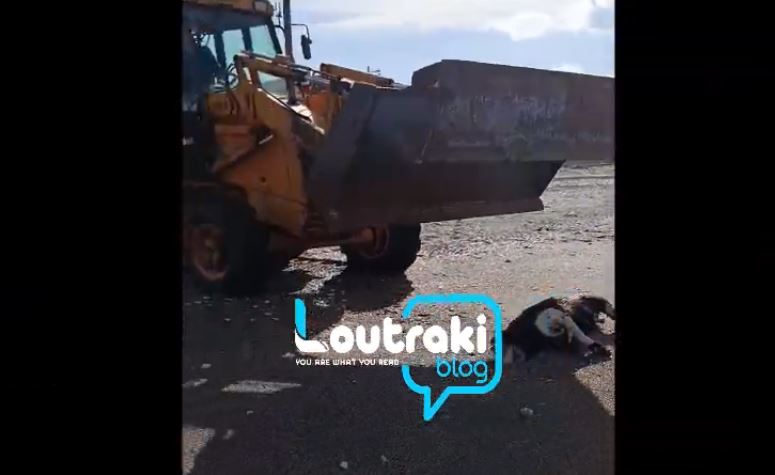 Αγριογούρουνο ξεβράστηκε στην παραλία Λουτρακίου – ΒΙΝΤΕΟ