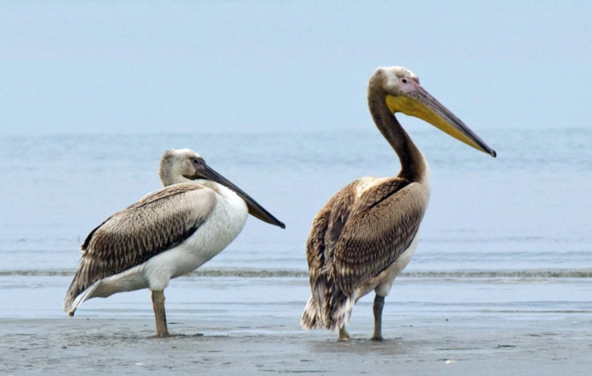 αργυροπελεκάνοι