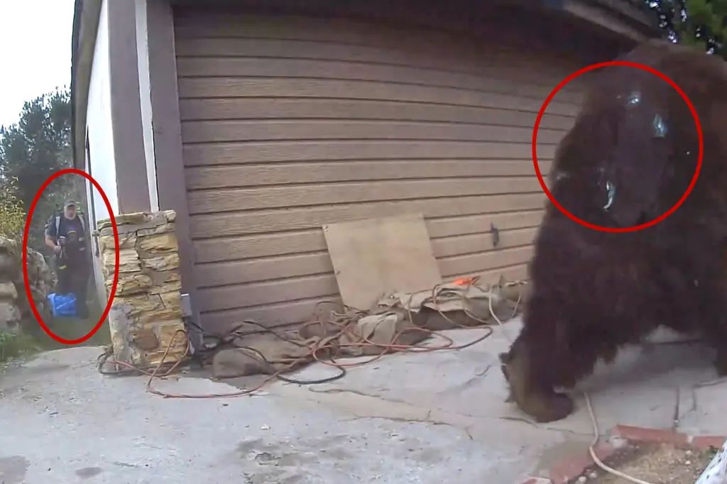 αρκούδα υπόγειο Λος Άντζελες