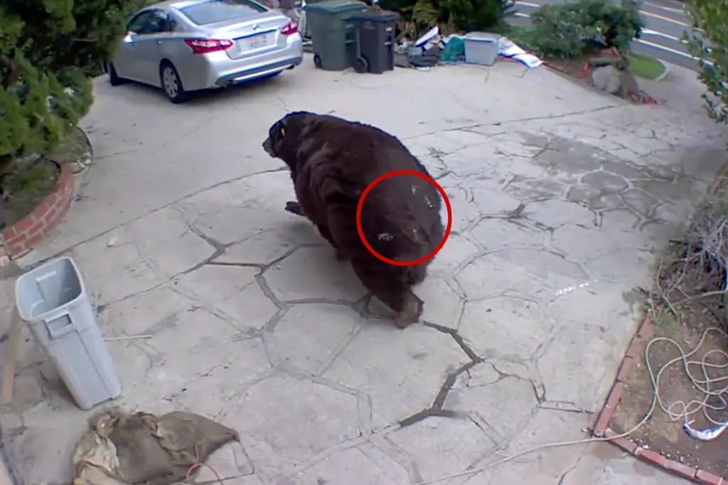 αρκούδα υπόγειο Λος Άντζελες