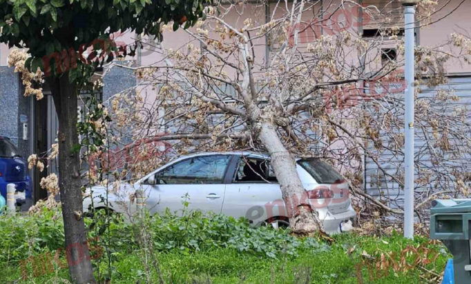 Δάφνη, πτώση δέντρου